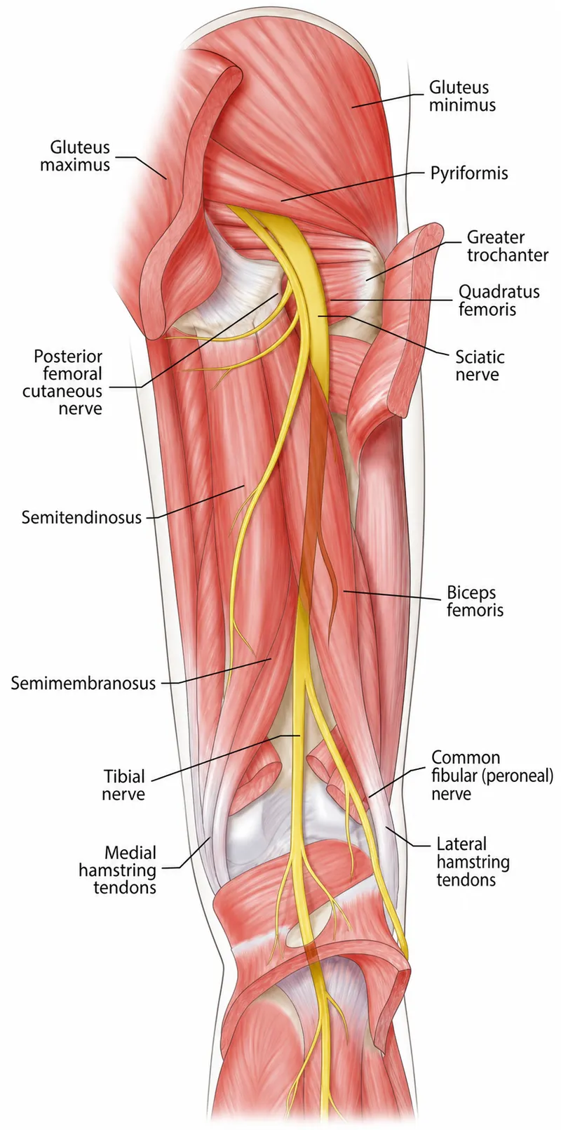 Posterior thigh muscles, hamstrings, and sciatic nerve