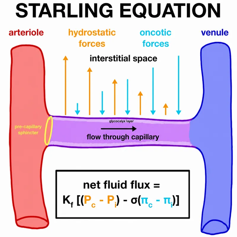 Starling Equation and Capillary Fluid Exchange