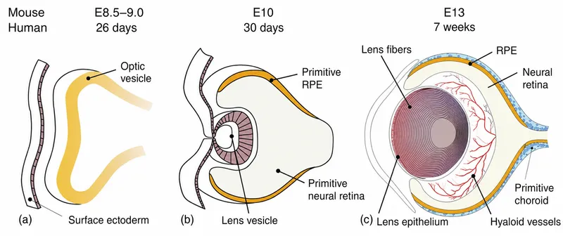 Lens embryological development stages