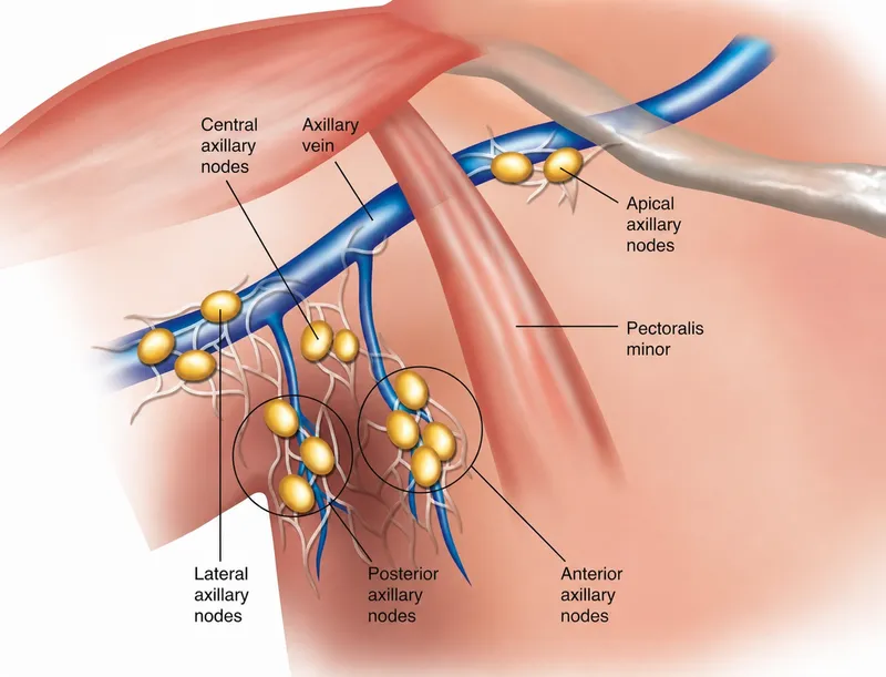 Axillary lymph node groups