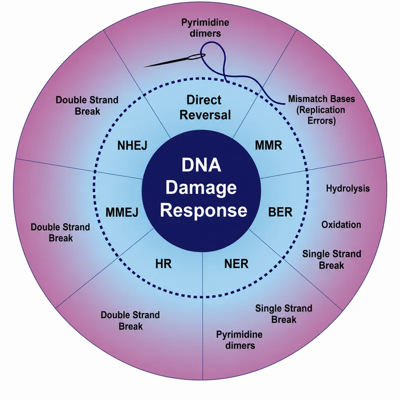 DNA Damage Response and Repair Mechanisms