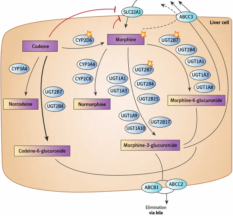 Codeine and Morphine Metabolism Pathways