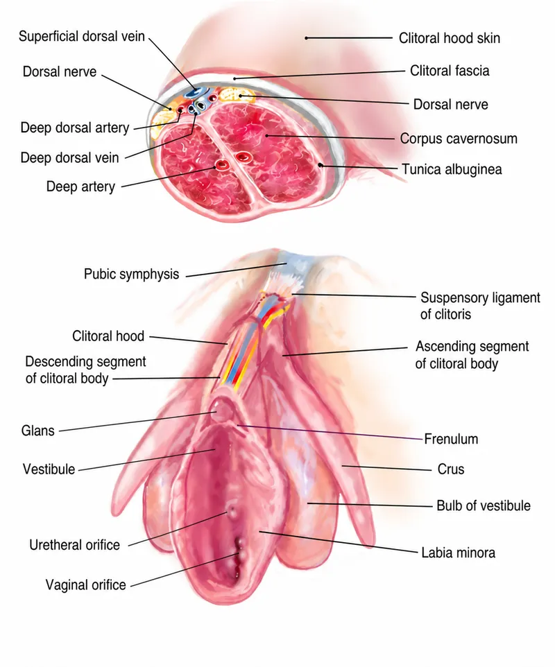 Cross-sectional anatomy of clitoral erectile tissue and innervation