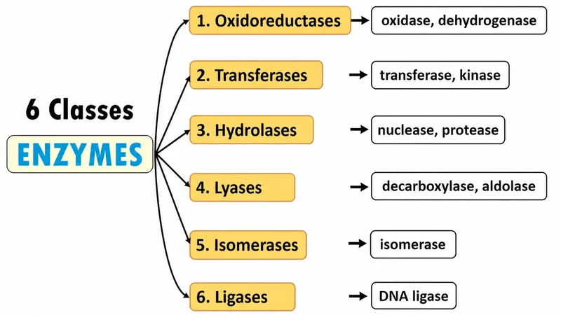 6 Classes of Enzymes and Examples