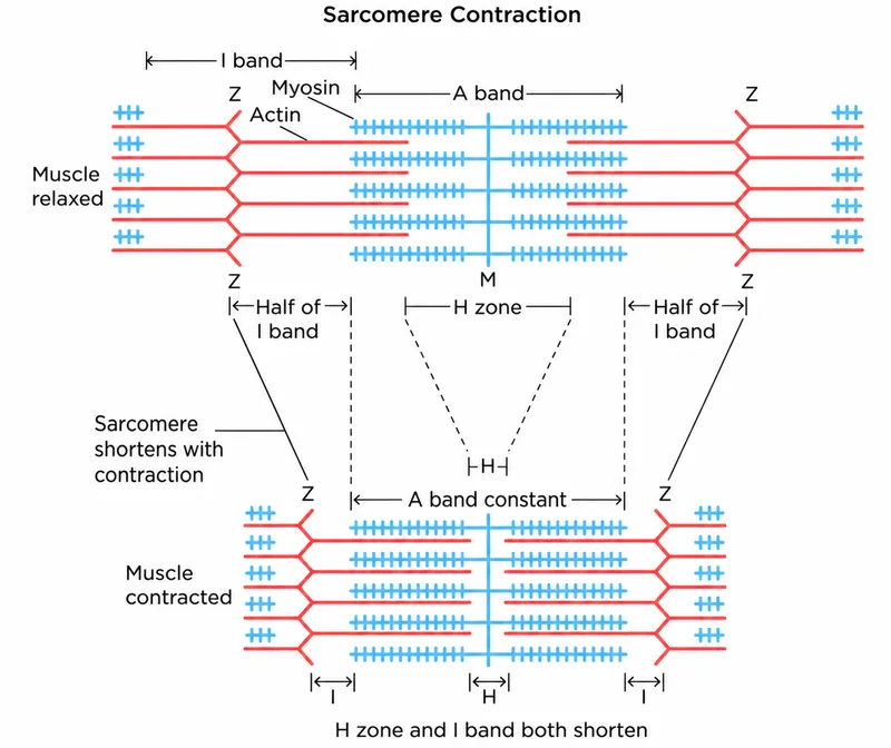 Sarcomere contraction