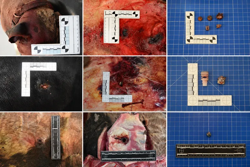 Ballistic injuries: entry, exit wounds, and projectiles