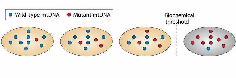 Mitochondrial heteroplasmy and disease threshold
