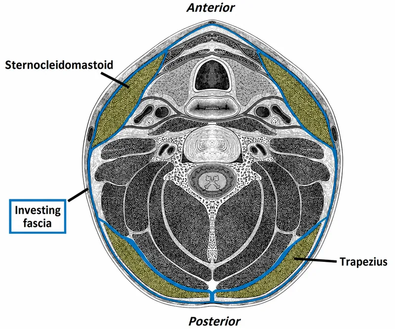 Cross-section of cervical fascia layers