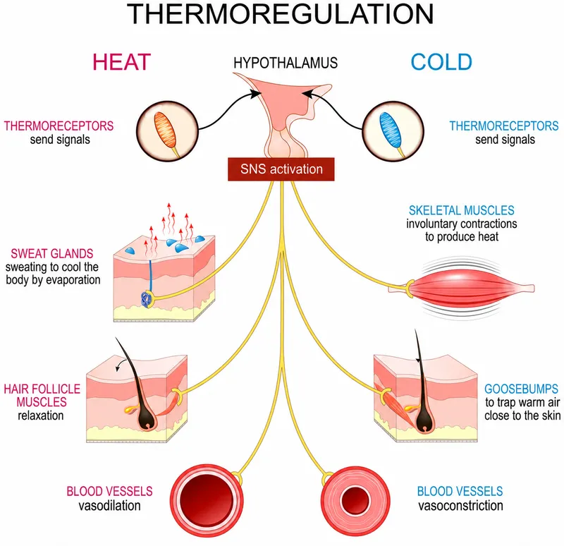Hypothalamic Thermoregulation: Heat vs. Cold Response