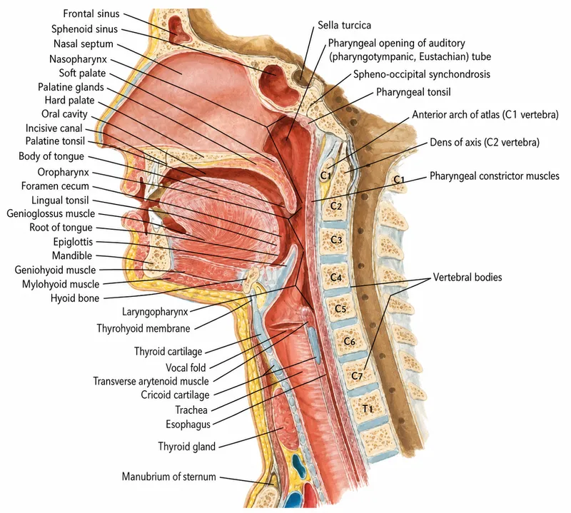 Midsagittal Head & Neck Anatomy: Brain, Sinuses, Pharynx