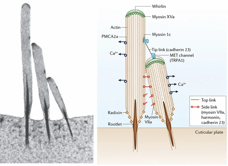 Cochlear hair cell mechanotransduction diagram