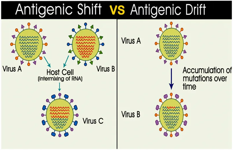 Influenza Antigenic Shift vs. Drift Diagram