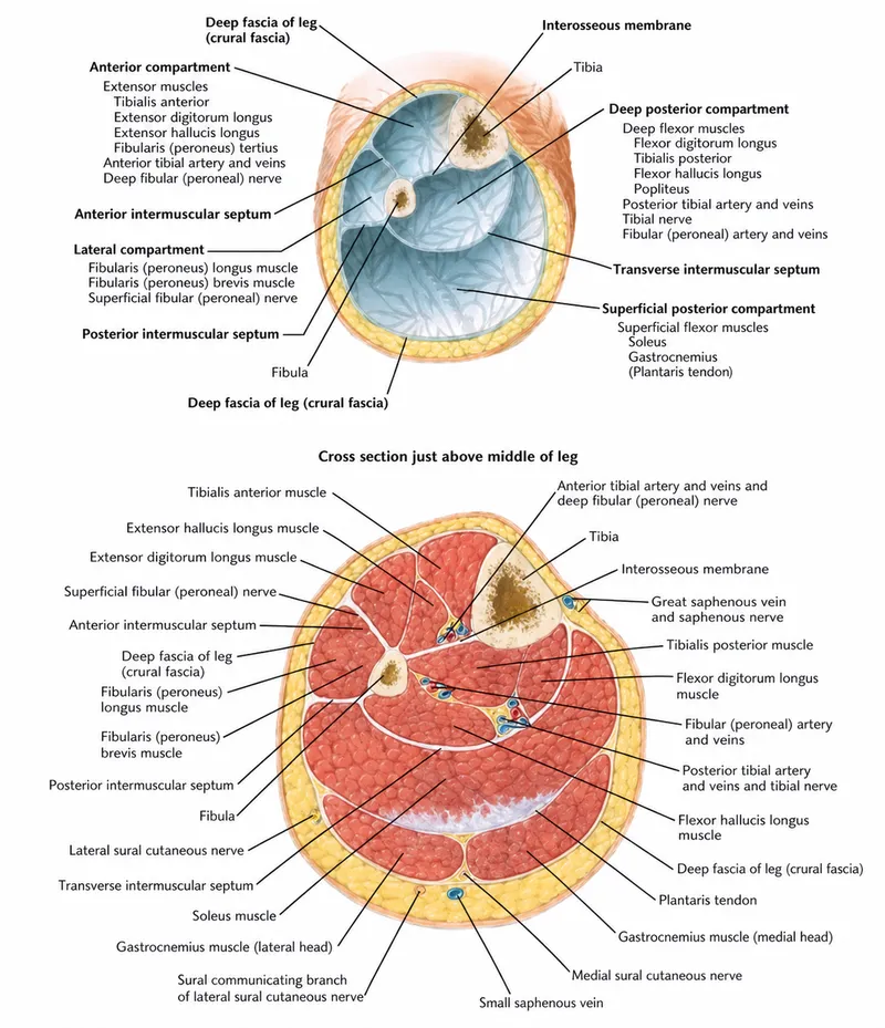 Leg Fascial Compartments Cross-Section