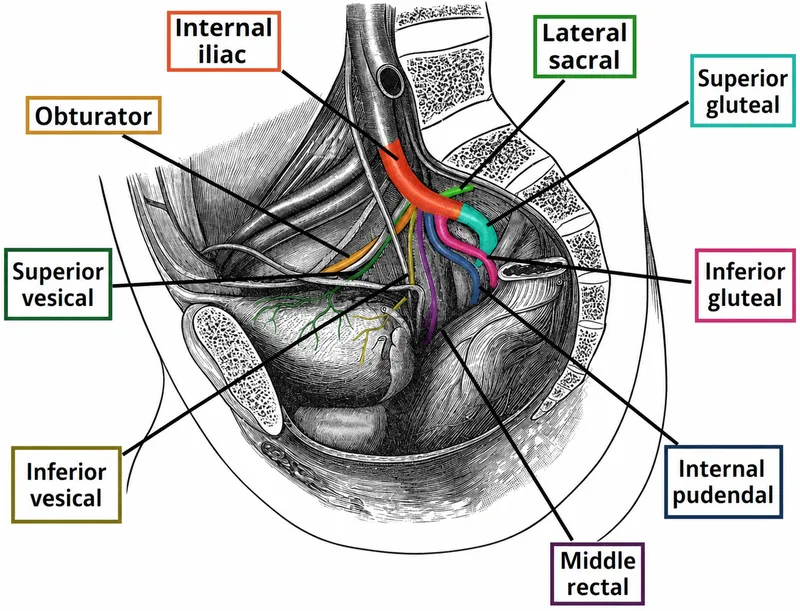 Internal Iliac Artery Branches in the Pelvis