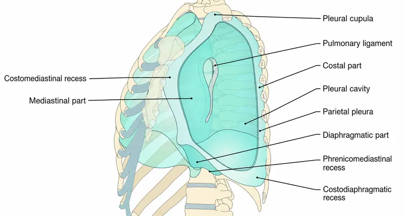 Pleural layers, parts of parietal pleura, and recesses