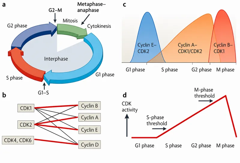 Cell cycle phases and Cyclin-CDK activity