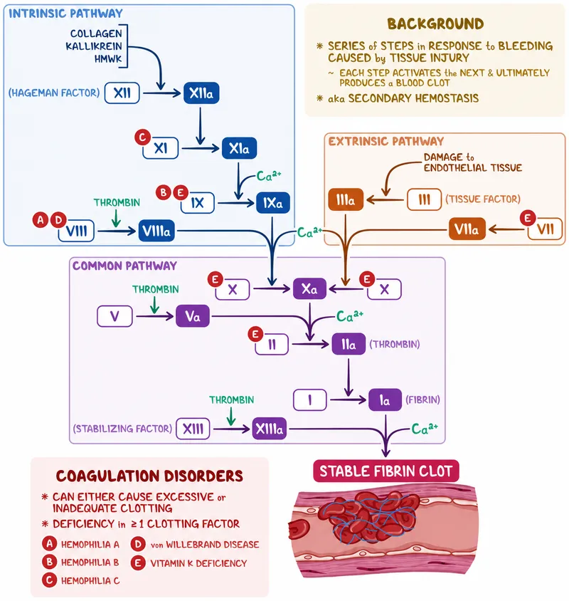 Coagulation Cascade Pathways Diagram