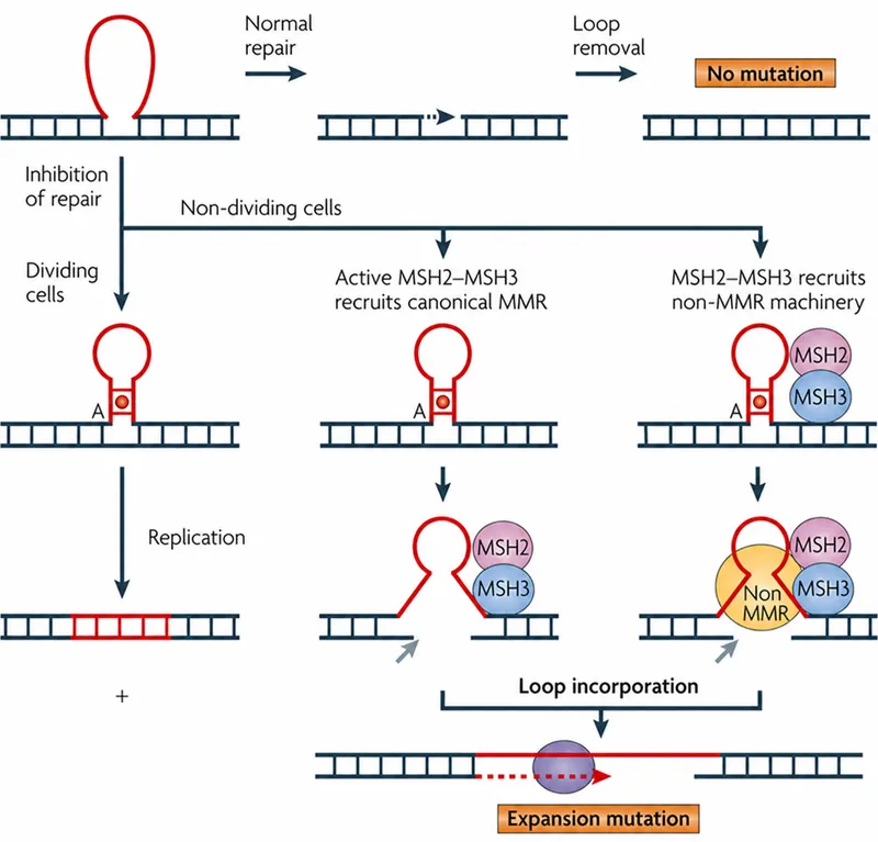 Trinucleotide repeat expansion mechanisms
