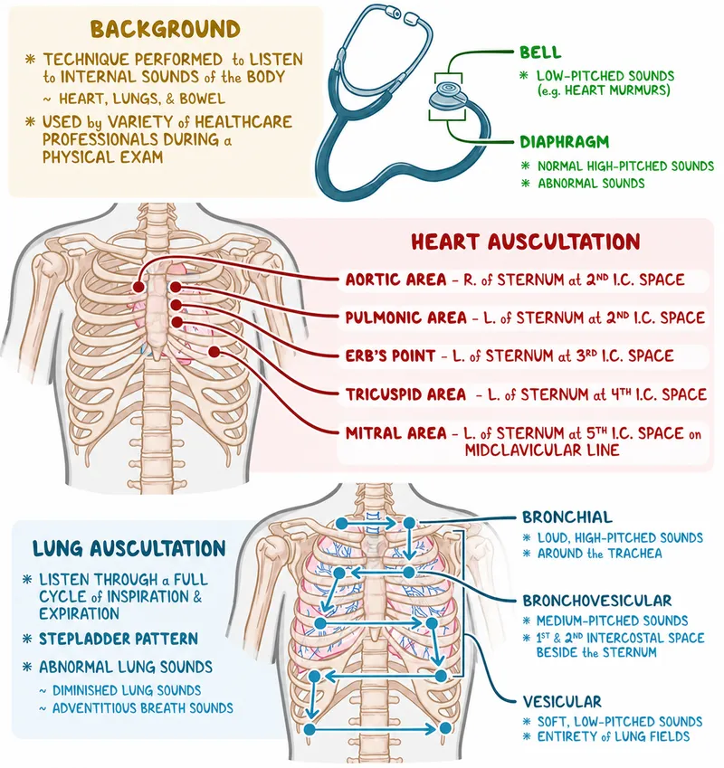 Heart and Lung Auscultation Areas