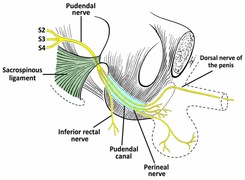Pudendal nerve and branches in the male pelvis
