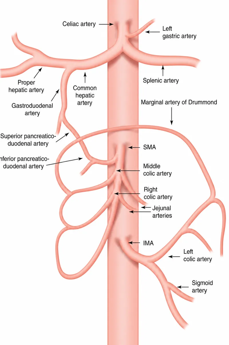 GI Arterial Anatomy & Collateral Circulation