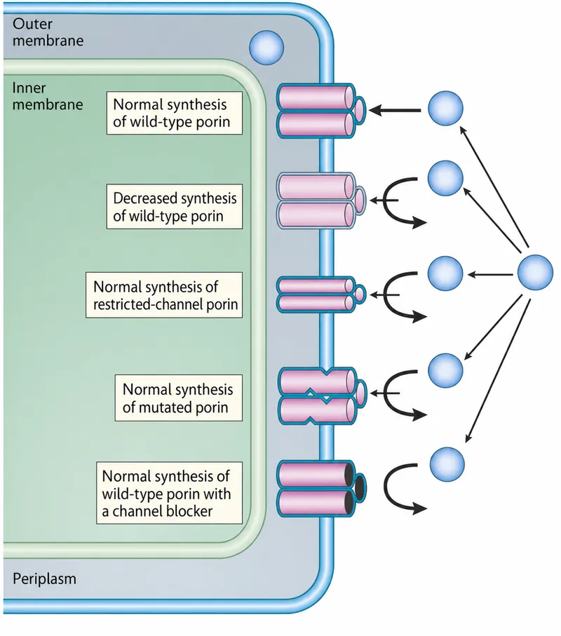 Porin mutations reducing antibiotic entry into Gram-negative