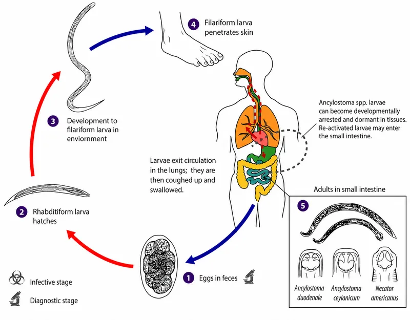 Hookworm life cycle and morphology