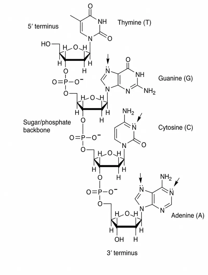 DNA segment with platinum binding sites