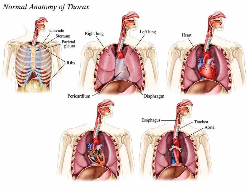 Normal Anatomy of Thorax