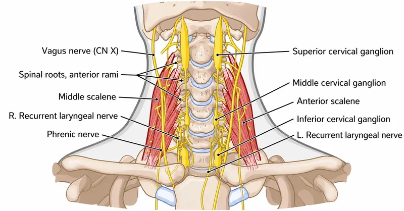 Nerves and ganglia at the root of the neck