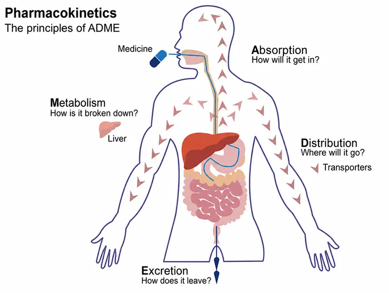 Pharmacokinetics: The principles of ADME