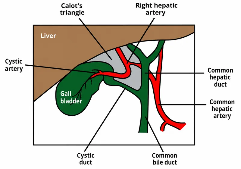 Calot's triangle and surrounding structures