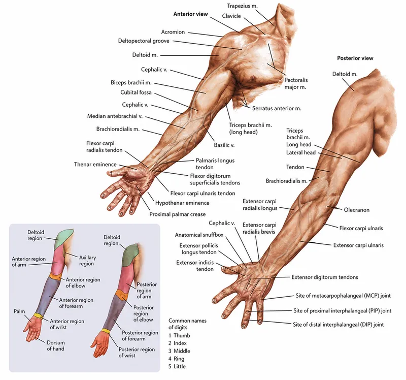 Upper Limb Surface Anatomy: Anterior and Posterior Views