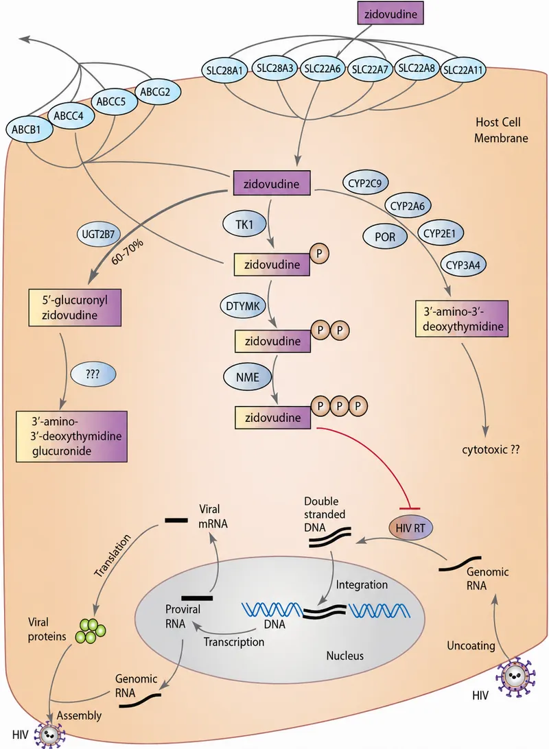 Zidovudine phosphorylation, metabolism, and HIV inhibition