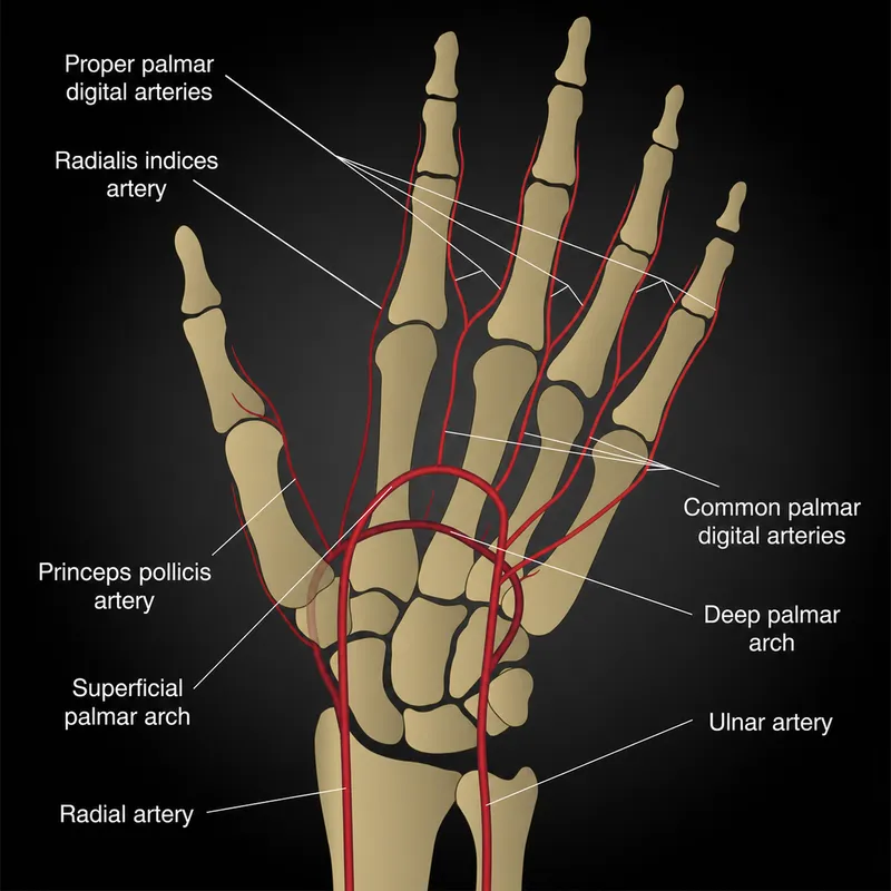 Palmar Arches and Arteries of Hand Diagram