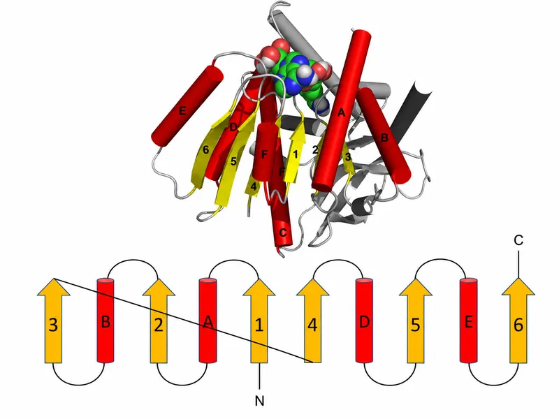 Protein domain structure and topology diagram