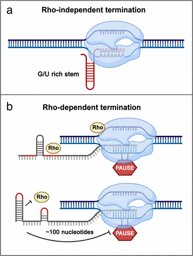 Rho-dependent and Rho-independent transcription termination