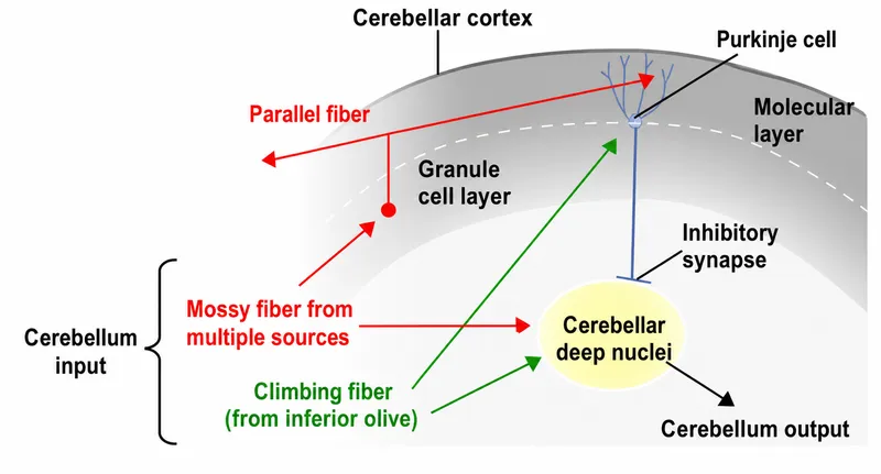 Cerebellar Input and Output Pathways