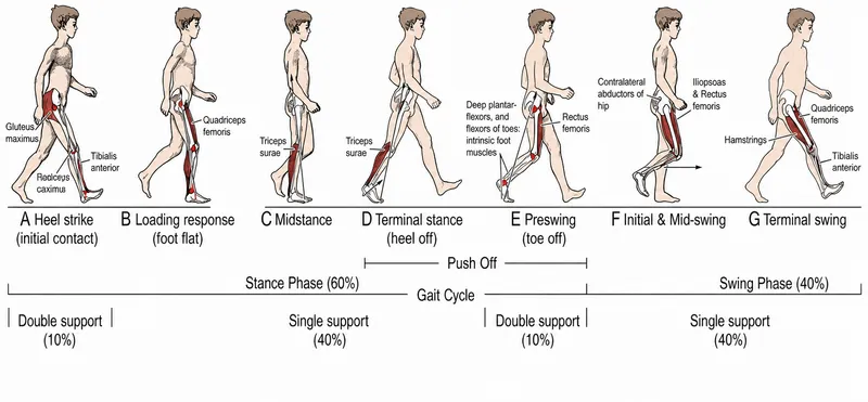 Normal Gait Cycle Phases and Muscle Activity