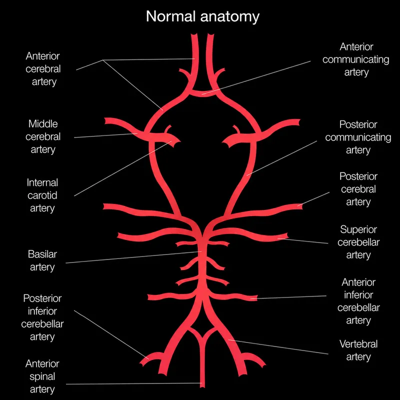 Circle of Willis and Vertebrobasilar System Diagram