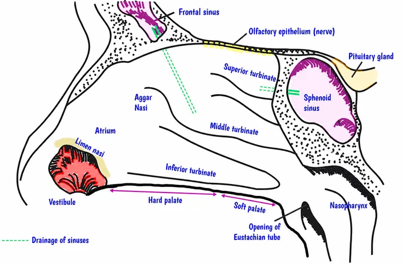 Lateral wall of nasal cavity anatomy