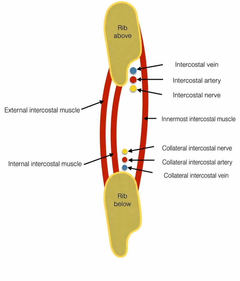 Intercostal neurovascular bundle anatomy