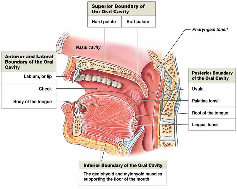 Oral Cavity: Sagittal View
