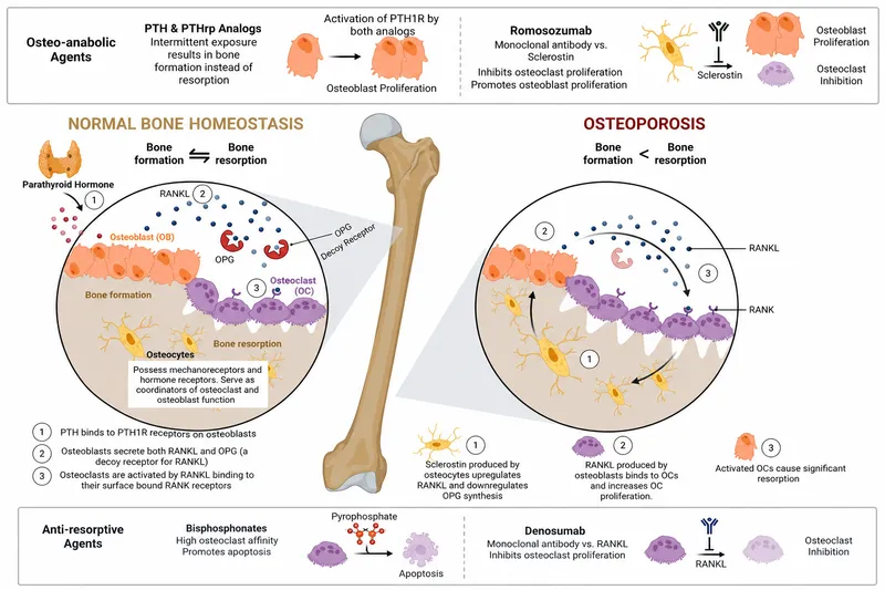 Bone Metabolism & Osteoporosis Drug Mechanisms