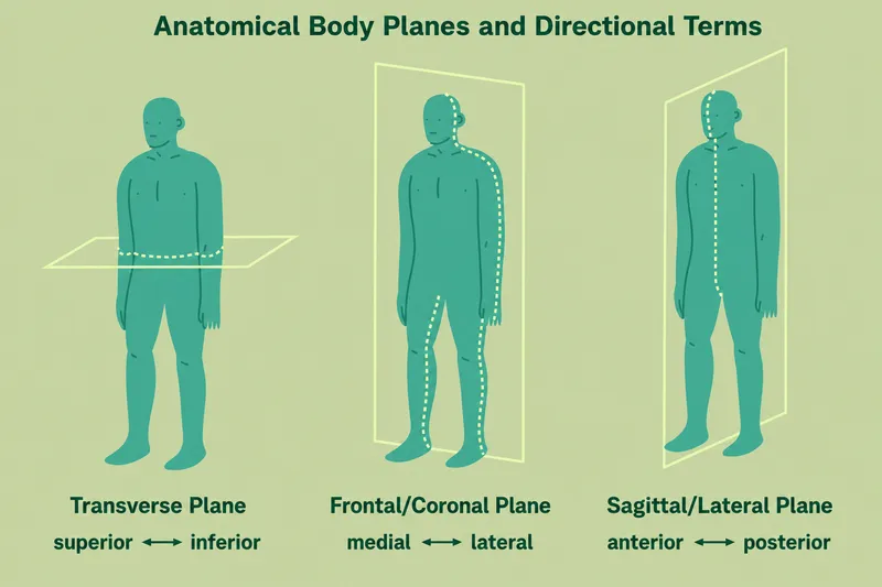 Anatomical planes and directional terms on human figure