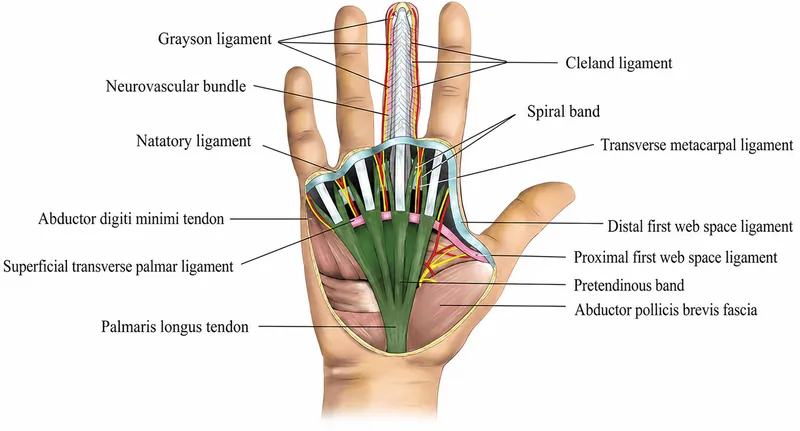 Anatomy of palmar fascia and related structures