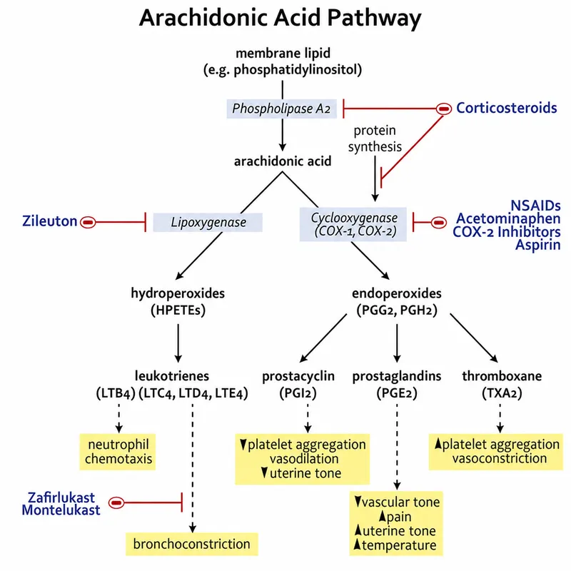 Arachidonic Acid Pathway with Inhibitors