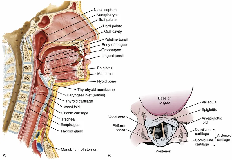 Upper airway anatomy for direct laryngoscopy