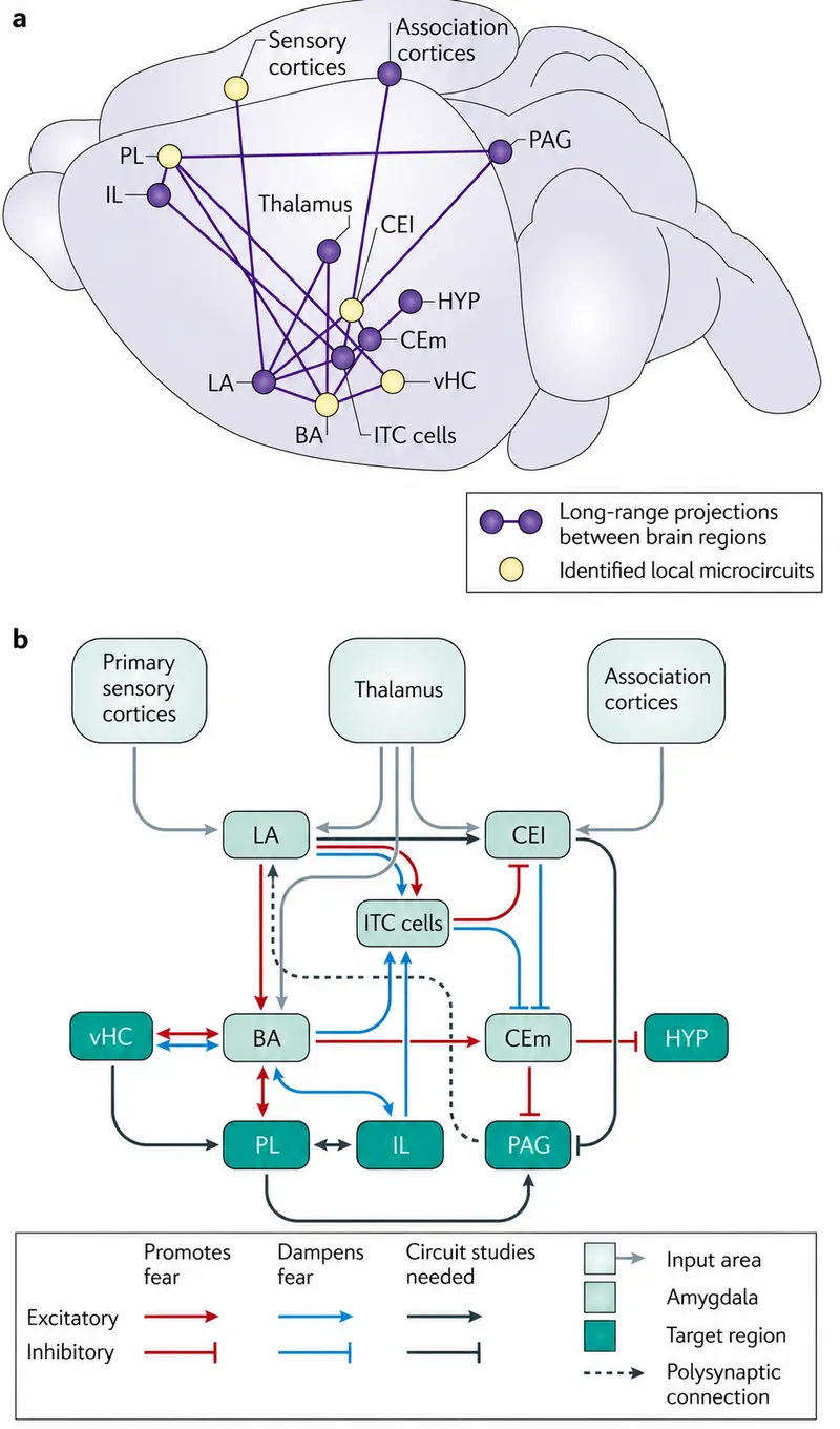 Amygdala fear circuit and its regulation