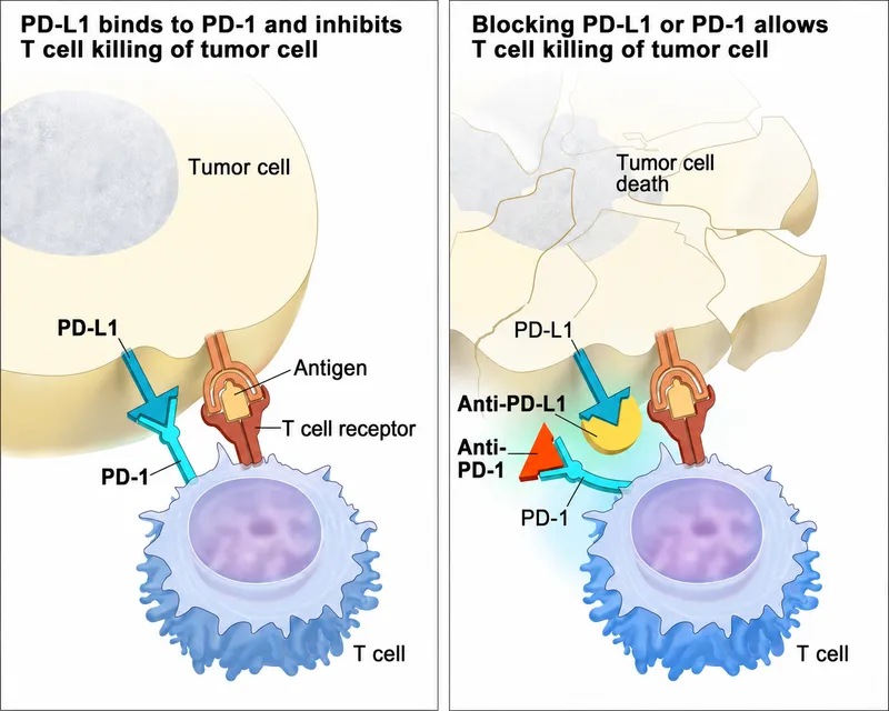 PD-1/PD-L1 inhibition mechanism in cancer therapy